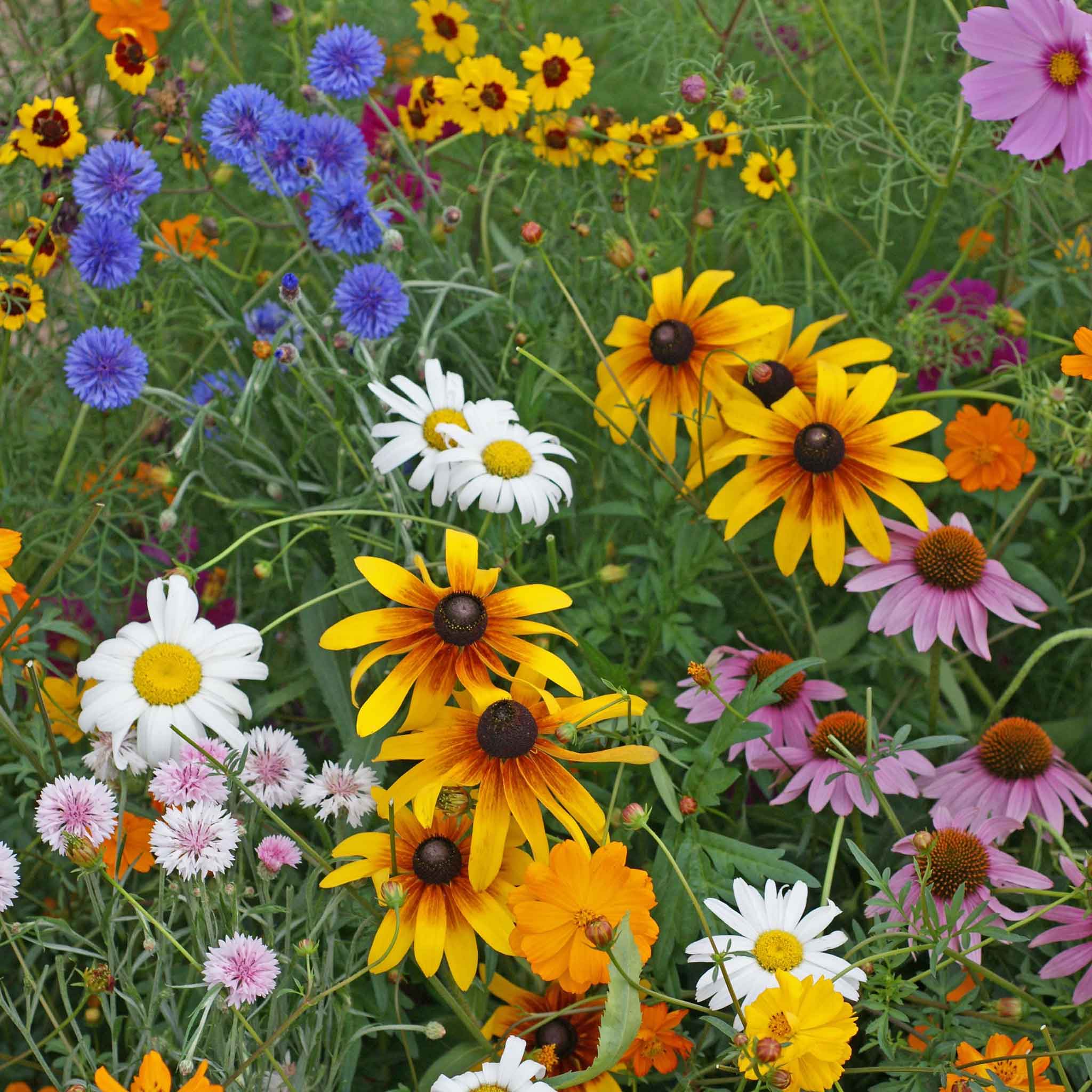 New Wildflower Mixes