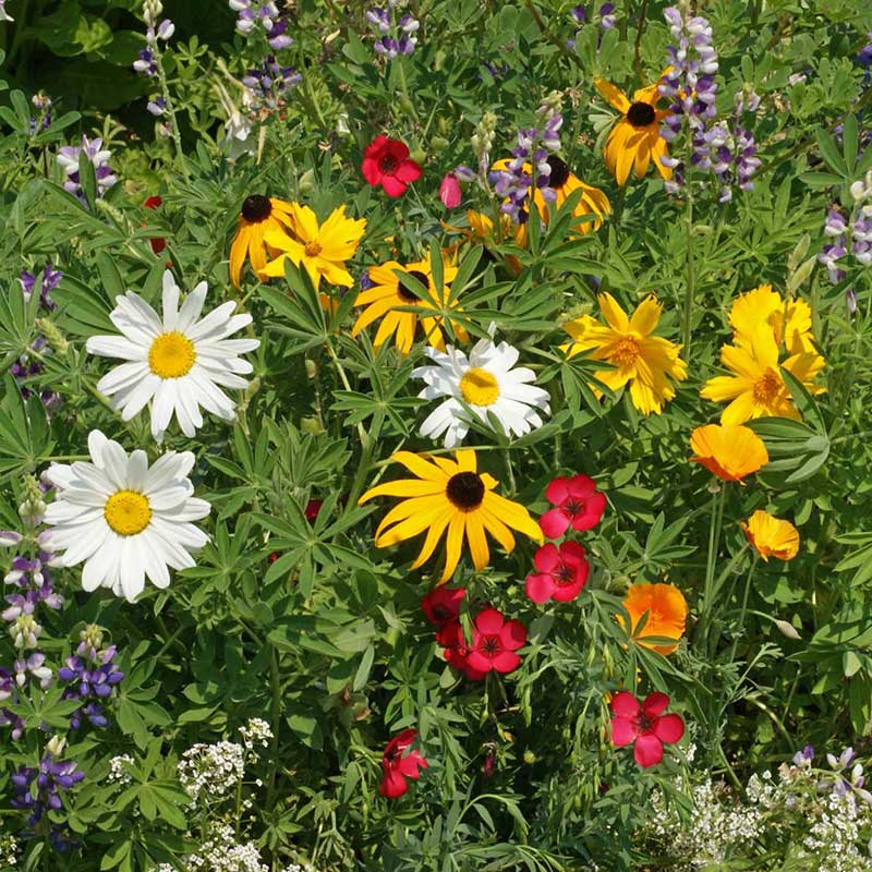 New Flower Seed Mixes
