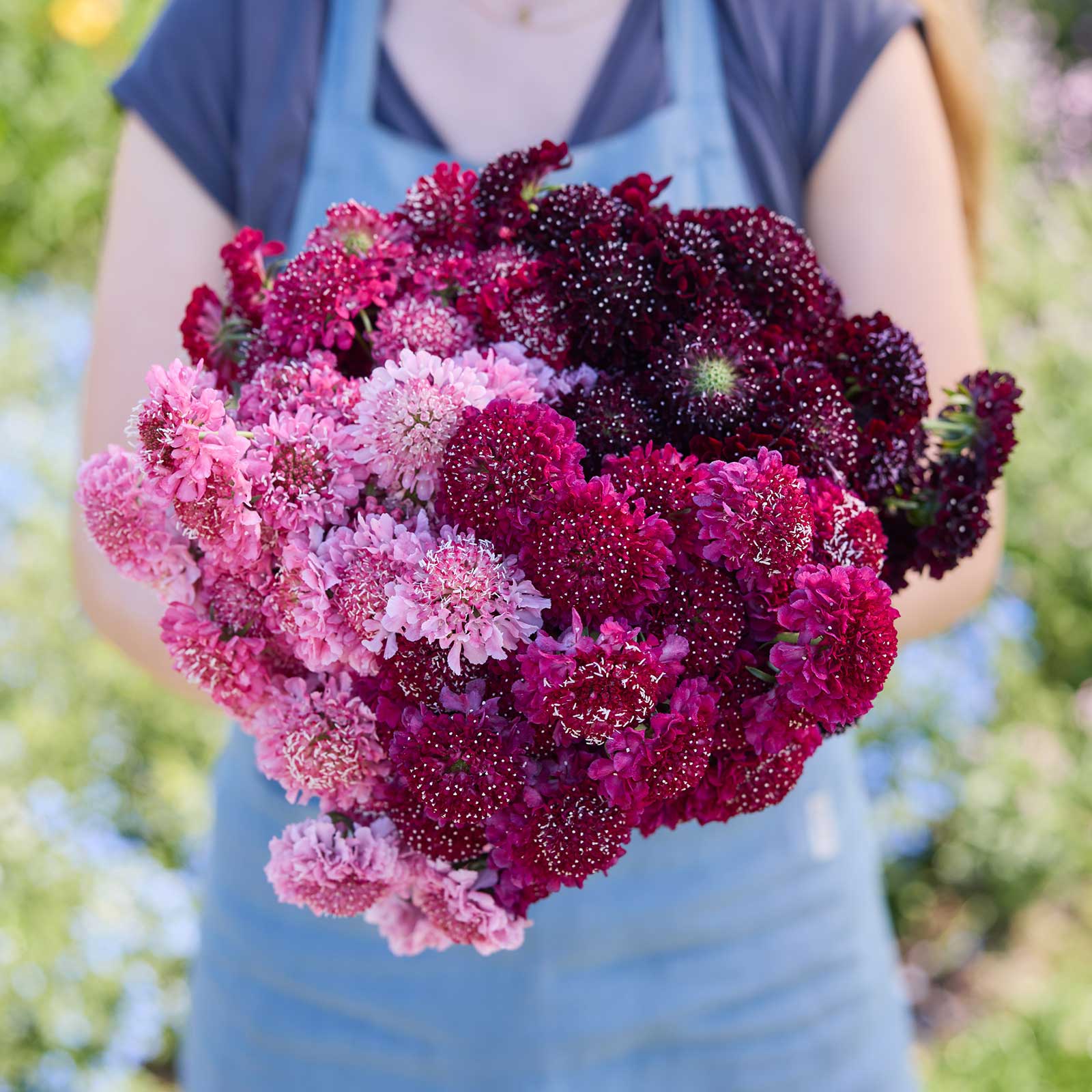 New Seeds, Bulbs & Supplies for 2026